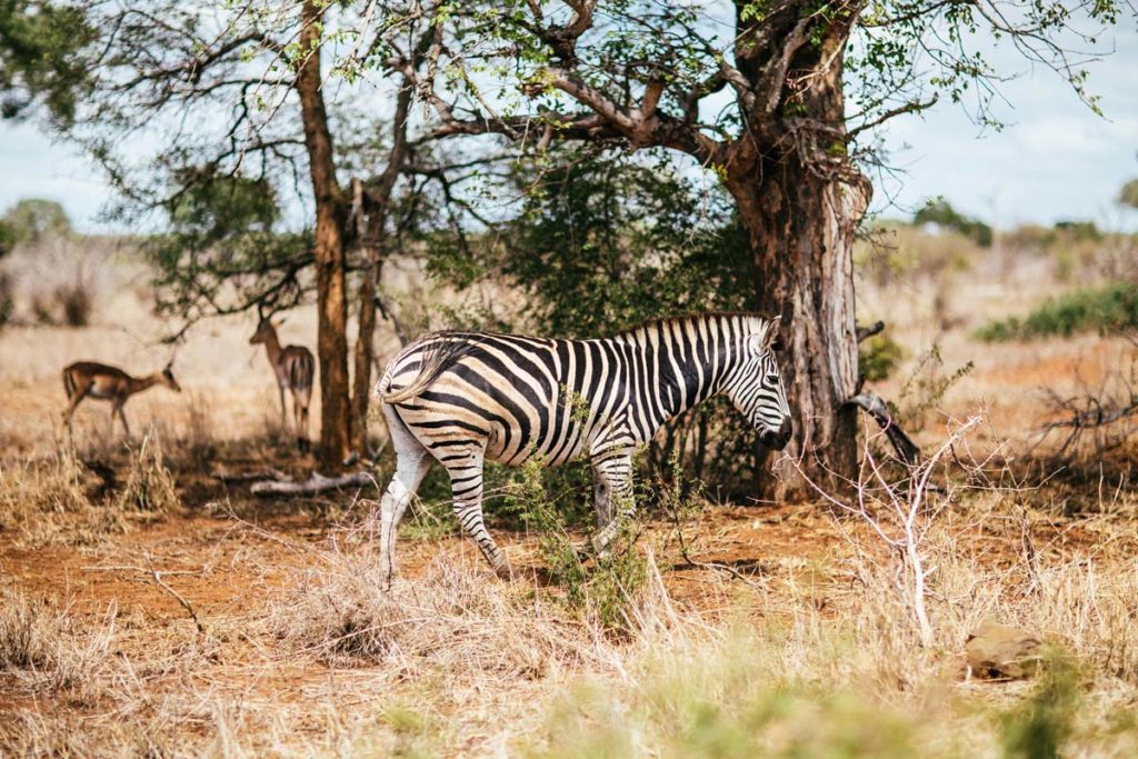 Reisen nach Botswana Afrika Zebra