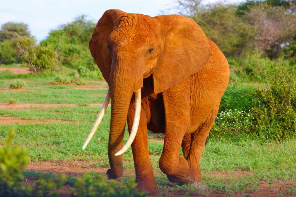 Elefant in Botswana